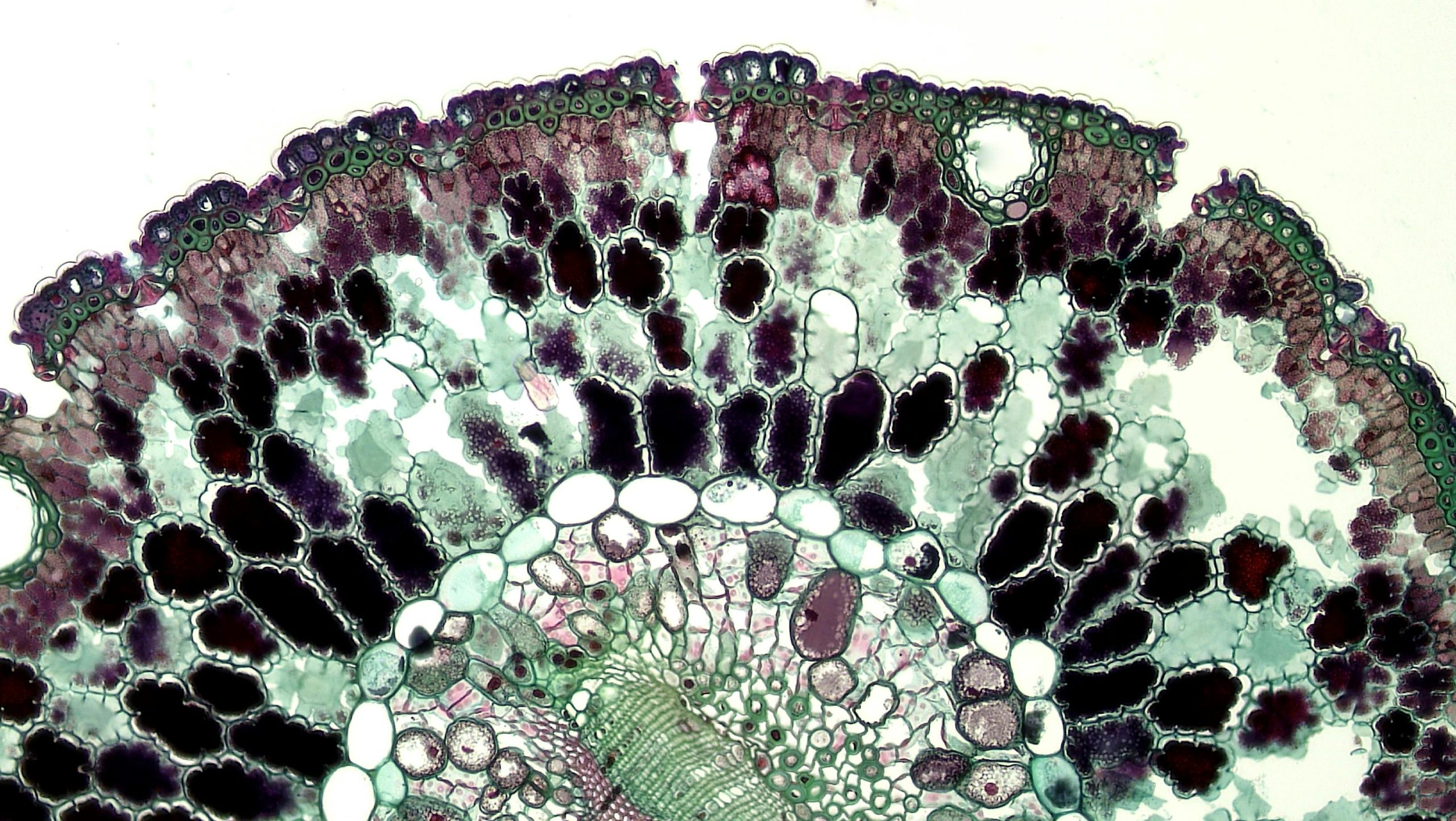 Photo by Fayette Reynolds M.S.: https://www.pexels.com/photo/cell-seen-under-microscope-11198492/